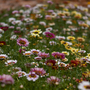 Cosmos? (Cosmos bipinnatus (Cosmos))