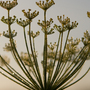 Fennel