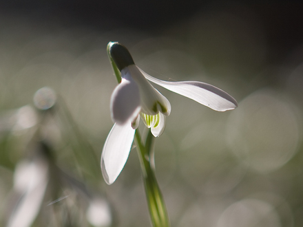 Snowdrop (Galanthus elwesii (Snowdrop))