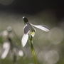 Snowdrop (Galanthus elwesii (Snowdrop))
