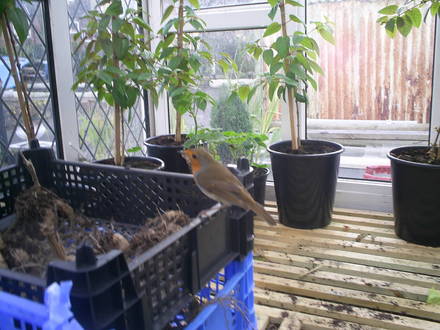 gardening friend