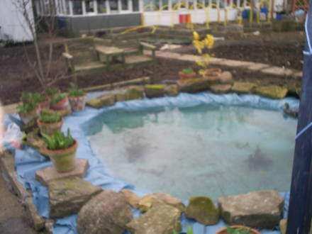 new pond in my allotment