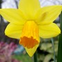 Narcissus 'Jetfire' (Narcissus cyclamineus (Daffodil))