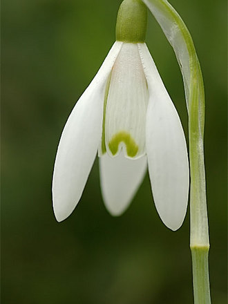 snow drop