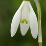 Snowdrop1