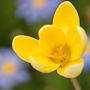 Crocus