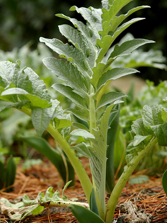 cardoon (Cynara cardunculus (Globe Artichoke))