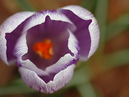 purple and white crocus