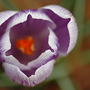 purple and white crocus