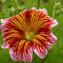 salpiglossis bolero (salpiglossis bolero)
