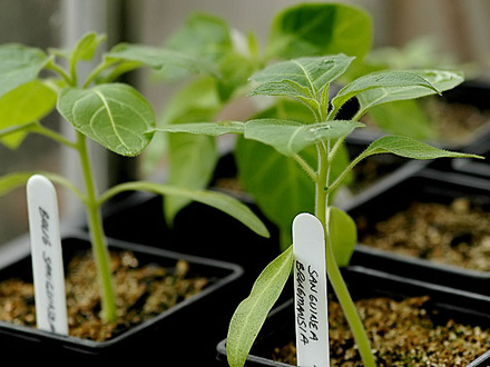 Brugmansia Sanguines (Brugmansia Sanguines)