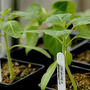 Brugmansia Sanguines (Brugmansia Sanguines)