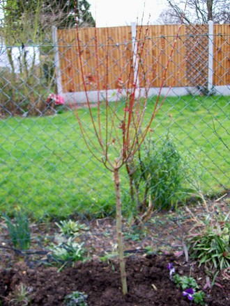 Salix 'Flamingo'