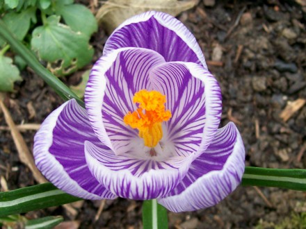 lilac stripy crocus (Crocus vernus (Dutch crocus))