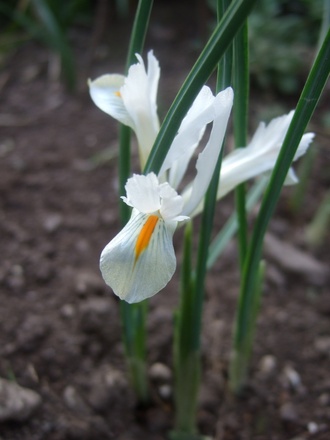 Iris reticulata alba (Iris reticulata)