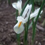 Iris reticulata
