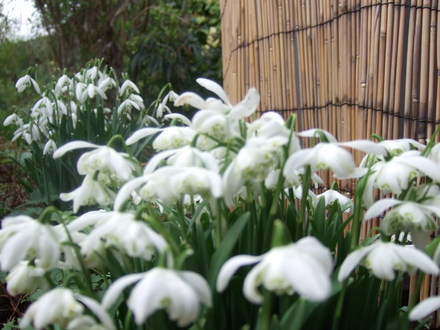 Snowdrops: double and single clumps. (Galanthus elwesii (Snowdrop))
