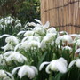 Double_snowdrops