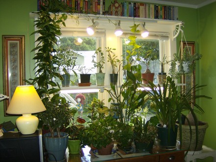 Houseplants In My Office