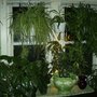 Plants_001