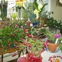 Kitchen Bay Window & Christmas Cactus