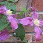puple clamatice