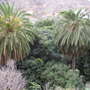 palms