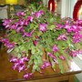 Favorite Christmas cactus - Jolly Dancer