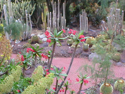 flowers gran canaria