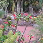 flowers gran canaria
