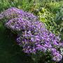 New England Asters