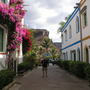 bougainvillea