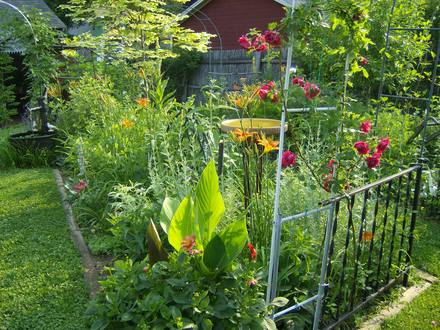 Back Yard 2007