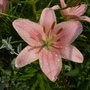 Lily