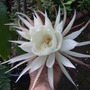 Flower1_001