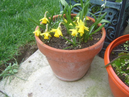 pots of daffs
