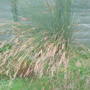 grasses
