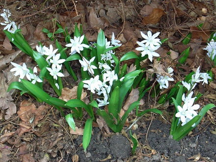 Puschkinia scilloides (Puschkinia scilloides)