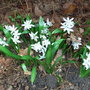 Puschkinia_scilloides