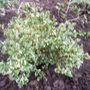 Buxus_sempervirens_argenteo_variegata
