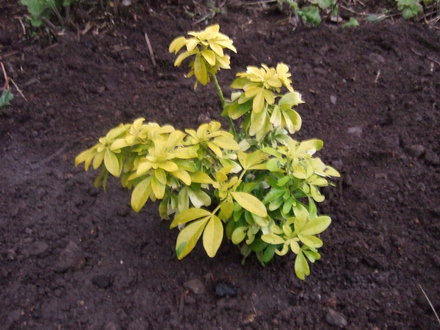 Choisya ternata 'Sundance'