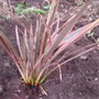 Phormium__maori_queen_