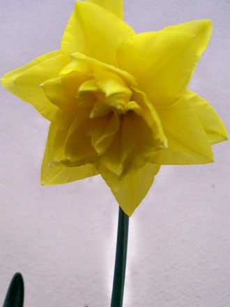 Double Daffs 'Golden Ducat' (Narcissus 'Golden Ducat')