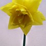 Double Daffs 'Golden Ducat' (Narcissus 'Golden Ducat')