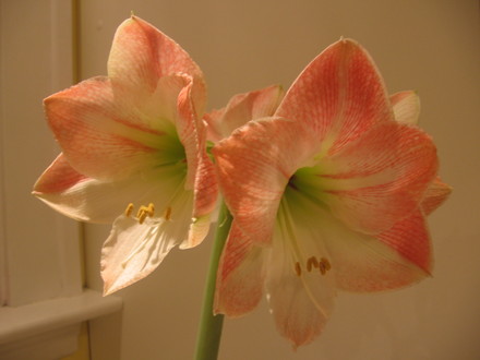 amaryilis