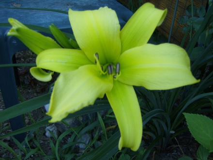 Green Dragon Daylily