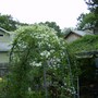 Fall_clematis_001