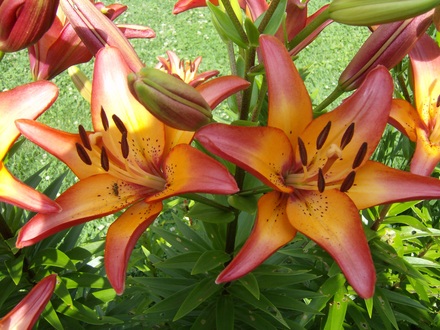 Sunset Lily