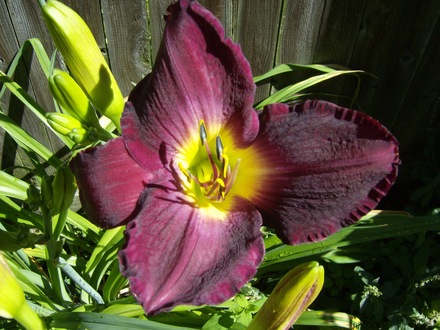 Strutters Ball Day Lily
