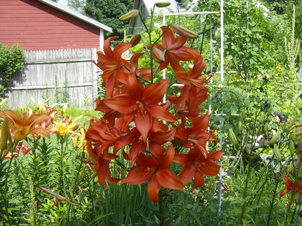 Lily 